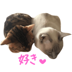 [LINEスタンプ] ベンガル猫とシャム猫