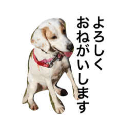 [LINEスタンプ] くるつばてん