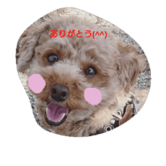 [LINEスタンプ] 麦 トイプードル