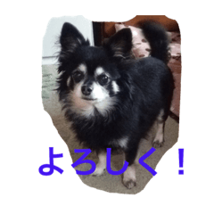 [LINEスタンプ] dog hokuto familyの画像（メイン）