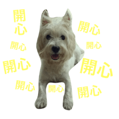 [LINEスタンプ] Rooney Westie.