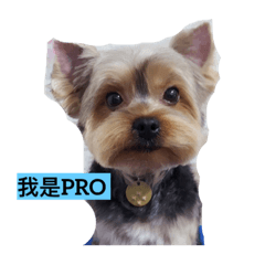 [LINEスタンプ] PRO puppy