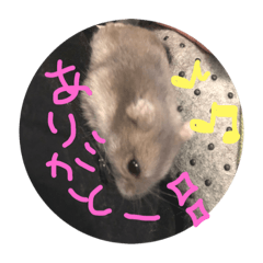 [LINEスタンプ] ハムちゃん②