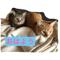 [LINEスタンプ] ねこねこホーム  金＆銀