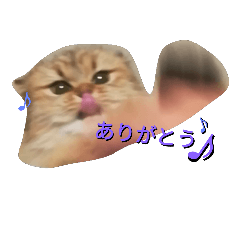 [LINEスタンプ] ペルシャ猫 チンチラゴールデン 3