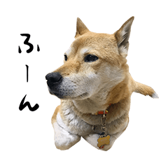 [LINEスタンプ] 柴犬みたいな犬エンジュver.3