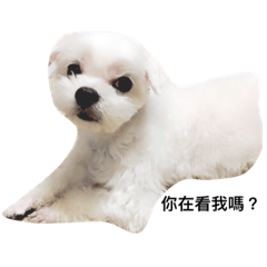 [LINEスタンプ] Dog MELU