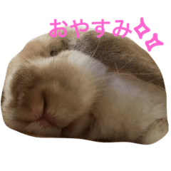 [LINEスタンプ] うさぎのもこ