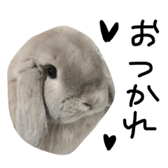 [LINEスタンプ] うさぎのヒメちゃん