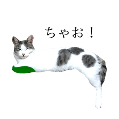 [LINEスタンプ] neko！！！！！！！！！！！