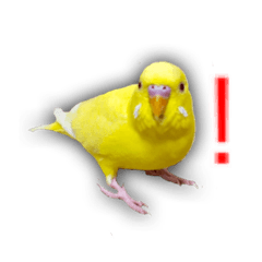 [LINEスタンプ] 日常セキセイインコsuper