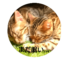 [LINEスタンプ] 猫派