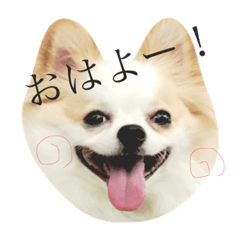 [LINEスタンプ] チワワのトン助