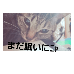 [LINEスタンプ] dekodokocat2