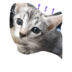 [LINEスタンプ] 猫ライフぅ