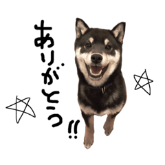 [LINEスタンプ] 黒柴 柴犬 スタンプ