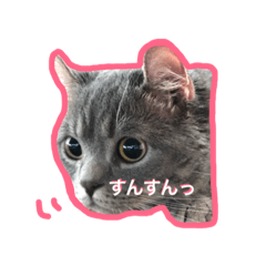 [LINEスタンプ] ポムちゃん。ごはん下さい！