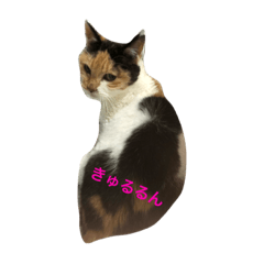 [LINEスタンプ] 三毛猫 たわし