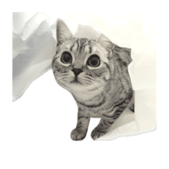 [LINEスタンプ] yuden meow