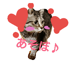 [LINEスタンプ] ine and my cats 1