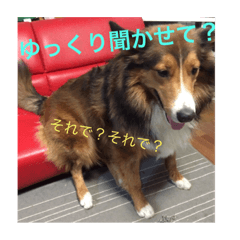 [LINEスタンプ] MIX犬 バニ×コリー のっくん