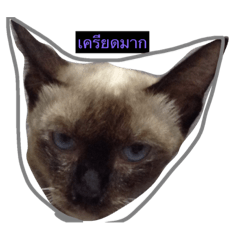 [LINEスタンプ] I aM cAt NaJa