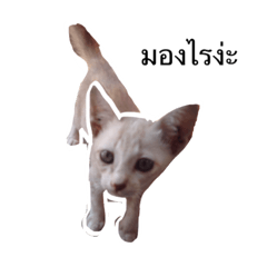 [LINEスタンプ] catandyourself