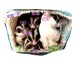 [LINEスタンプ] Sugar Glider family