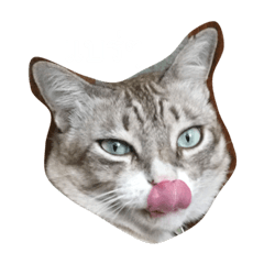 [LINEスタンプ] Ecchi The Cat