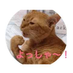 [LINEスタンプ] my.cat,s