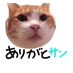 [LINEスタンプ] cat.smjes