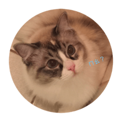 [LINEスタンプ] Ragdoll  cat