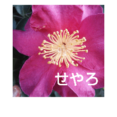 [LINEスタンプ] 関西弁の美しい花たちの画像（メイン）