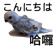 [LINEスタンプ] セキセイインコ U 中国語を学ぶ