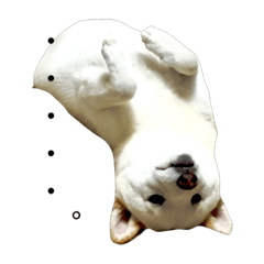 [LINEスタンプ] 我が家の犬@