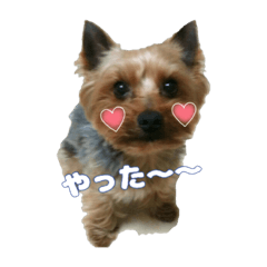 [LINEスタンプ] ヨーキー♡トーク2