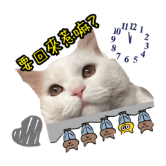 [LINEスタンプ] Cat's SaSiMi