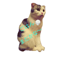 [LINEスタンプ] cute 3cats