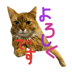 [LINEスタンプ] すずねこスタンプ