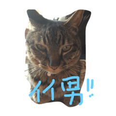 [LINEスタンプ] 猫のこたろう