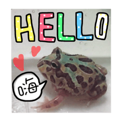 [LINEスタンプ] My Lovely Horned Frogs Murmur Again