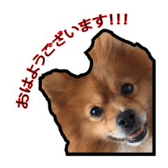 [LINEスタンプ] 可愛いポメラニアンのエイトくん