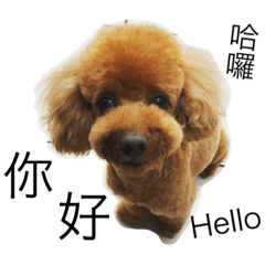 [LINEスタンプ] Poodle Cookie