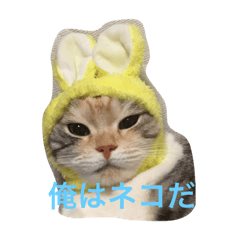 [LINEスタンプ] 愛する ねこ もも