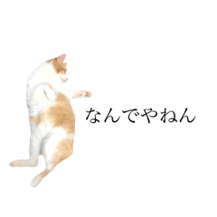 [LINEスタンプ] うちの猫さま(関西弁やで)