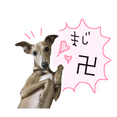 [LINEスタンプ] 愛犬にこ