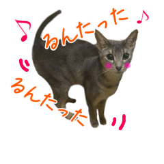 [LINEスタンプ] 猫で行こう【3】