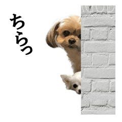 [LINEスタンプ] チワワとチワシーと兄貴のスタンプ