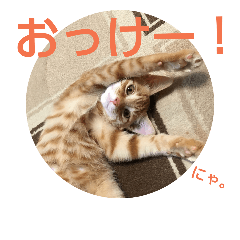 [LINEスタンプ] こたろーですけどなにか。