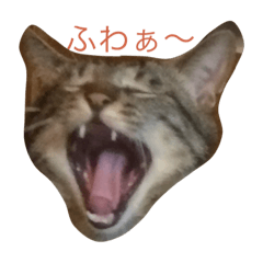 [LINEスタンプ] 保護猫うりさん